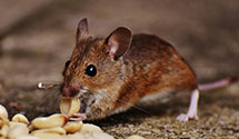 24 Hour & Emergency Exterminators in California Mens Colony Slo, CA